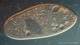 PROTOCTOTISTA CILIADO2.gif