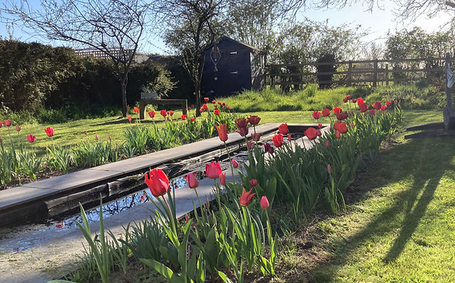 red tulips_edited.jpg