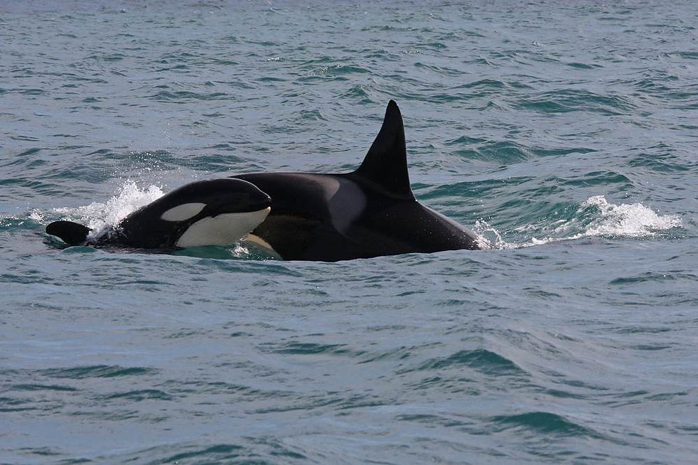 Orca in Iceland