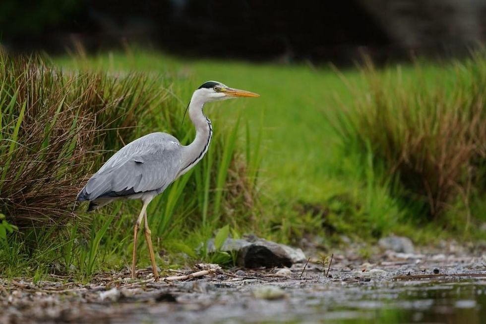 Grey Heron