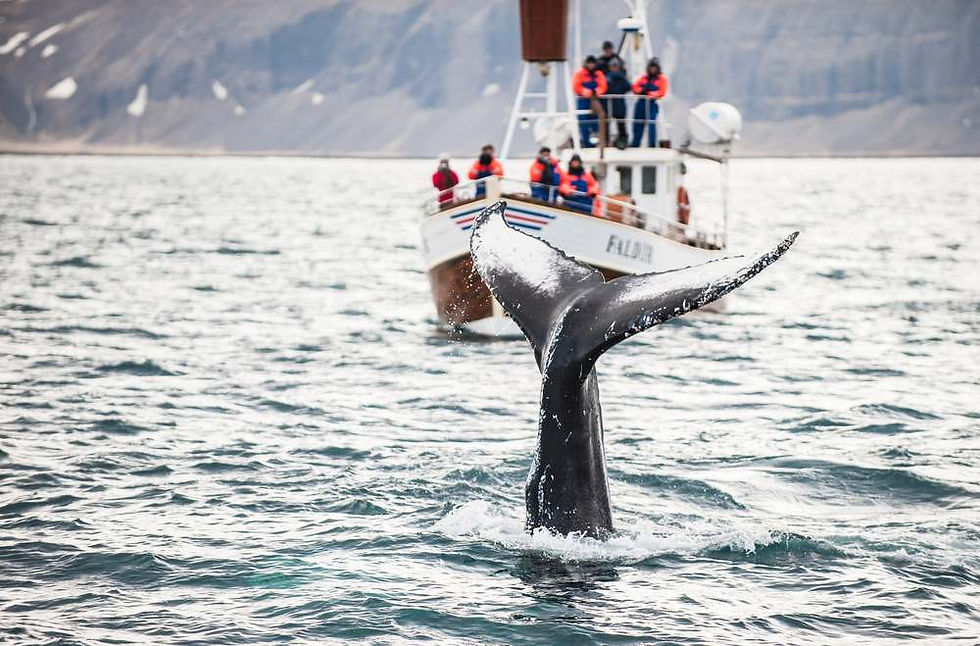 Whale Watching in Iceland