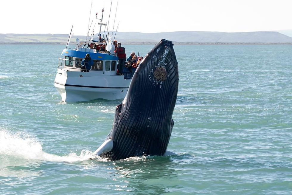 Sperm Whale in Iceland