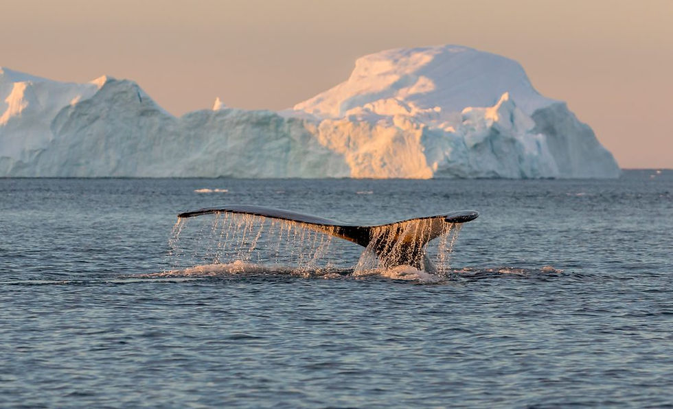 watching the tail of a whale in Iceland