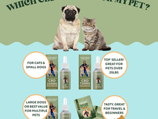 Which CBD is right for my pet?
