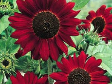 Fall 2025 Newsletter