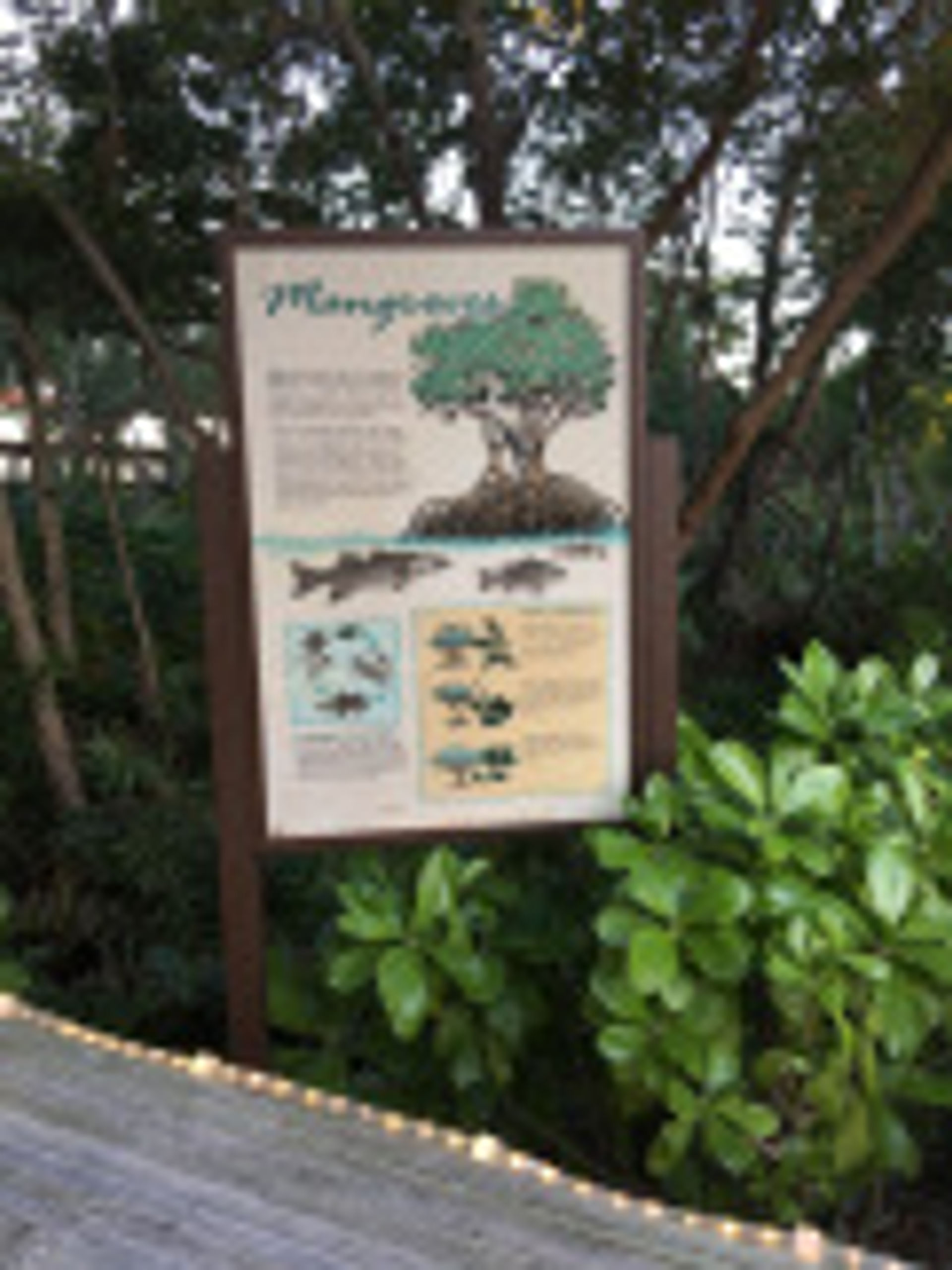  Mangroves, The Ritz-Carlton, Naples, FL – tennistravelsite.com 