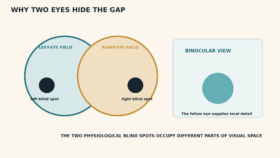 Overlapping left-eye and right-eye visual fields show blind spots at different locations, while a binocular panel shows complete coverage