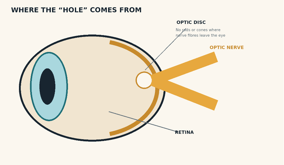 Overlapping left-eye and right-eye visual fields show blind spots at different locations, while a binocular panel shows complete coverage.