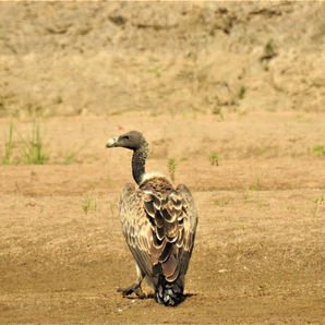 Breeding success of long-billed vulture (Gyps indicus) and its drivers in Deccan Plateau, India