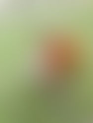 Happy Fall from our Girls 🍂🍁🎃