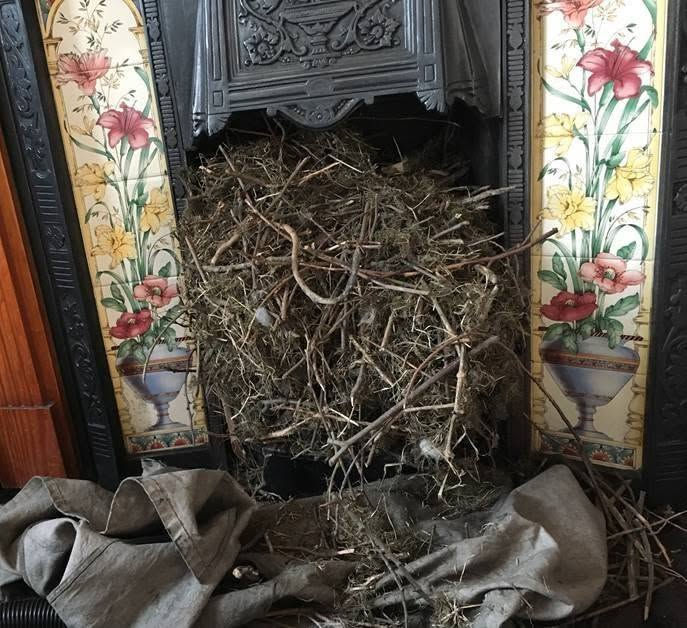 NACS Bird Nest.jpg