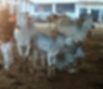 Sur Shyam Gaushala (49)