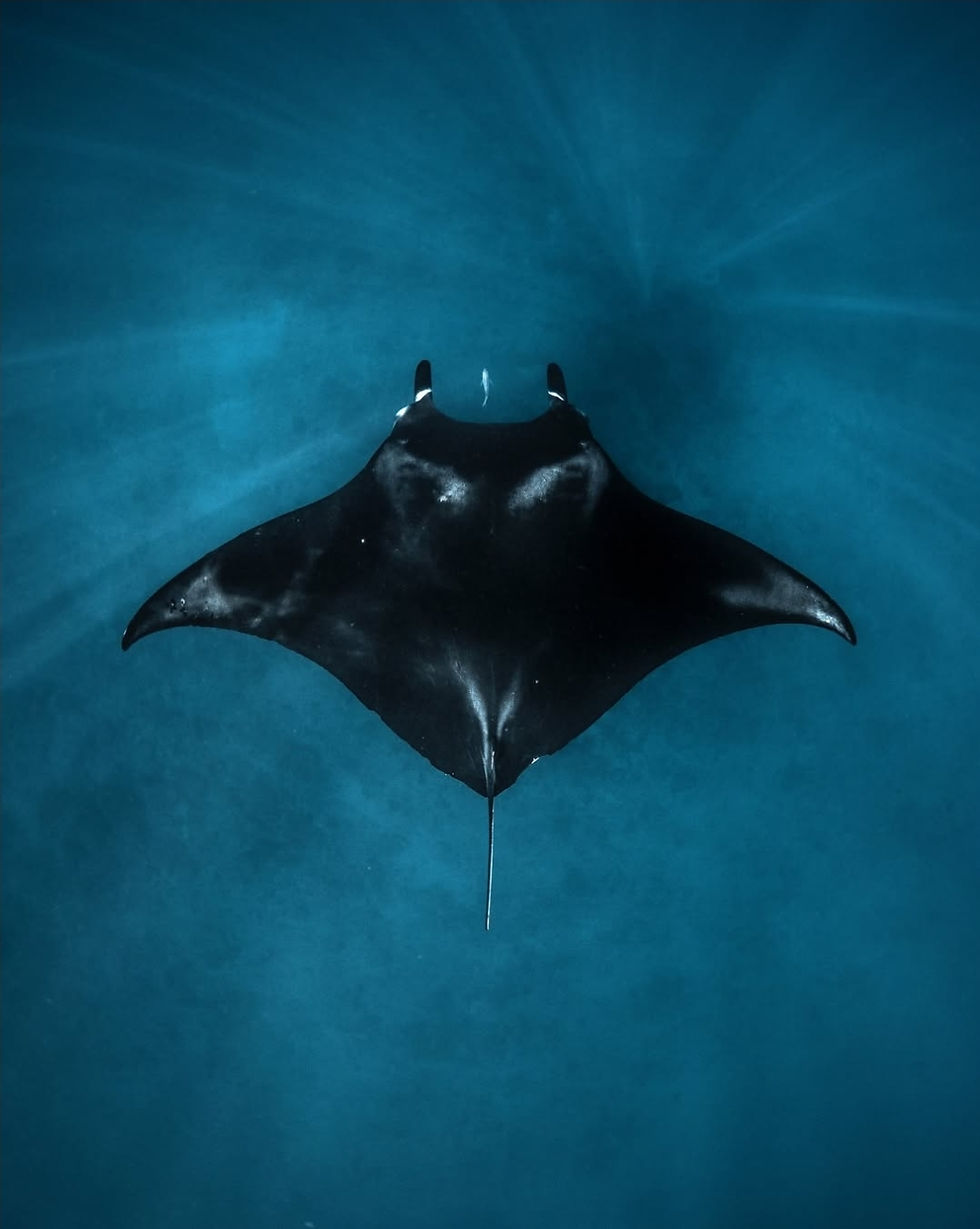 The Giant Manta Ray