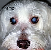 dia_52_antes.jpg