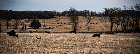 cattle-co-bg.png