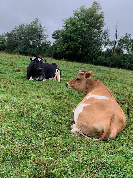 one brown and white cow sitting in the grass with a black and white cow at Farm Sanctuary in Watkins Glen, NY