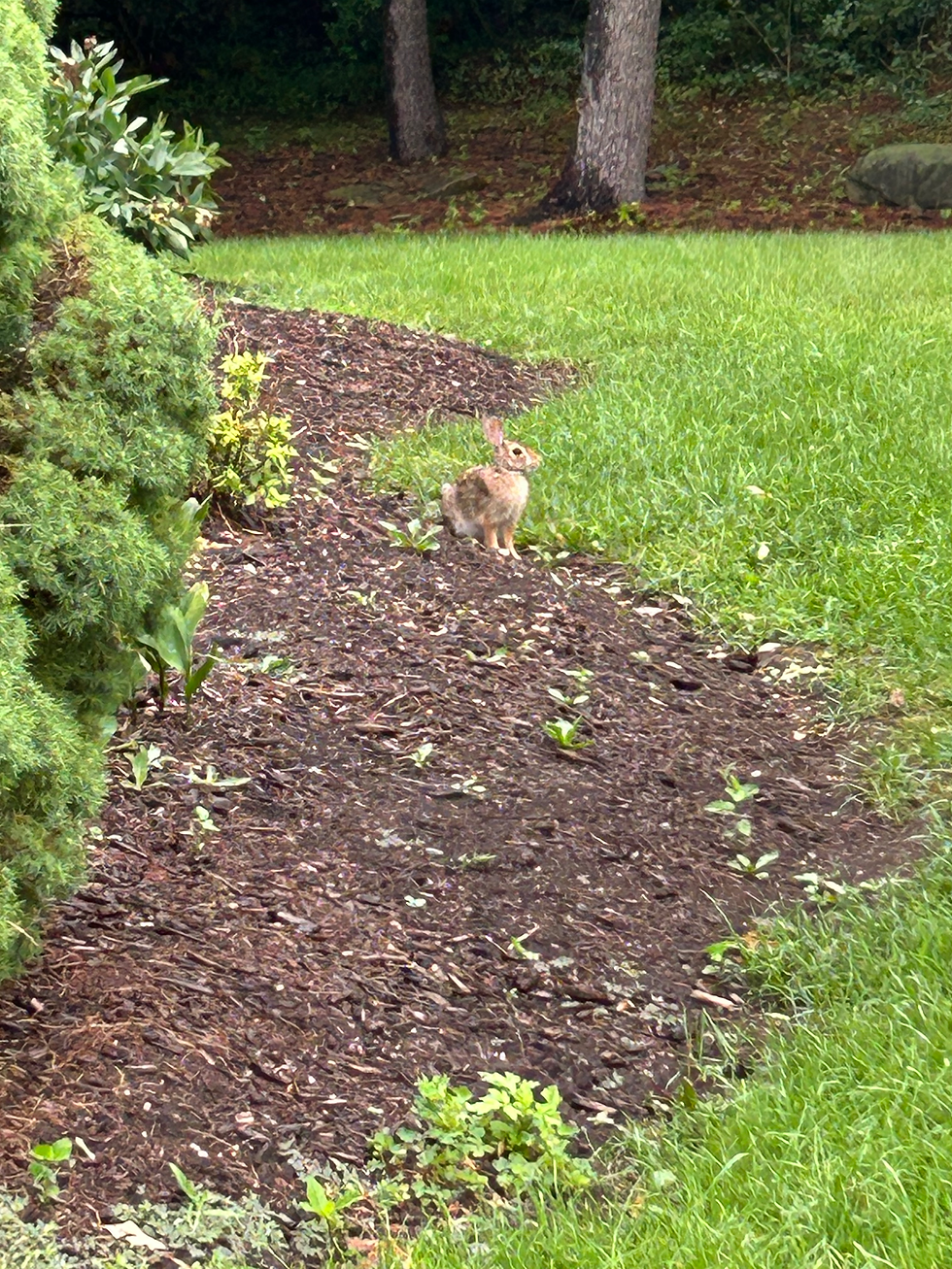 brown wild rabbit sitting on mulch surrounded by grass and bushes