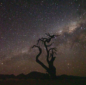 Naankuse Foundation - Kanaan Desert Retreat - starry sky behind dead tree