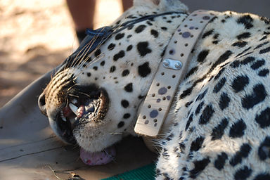 Naankuse Foundation - Internships - cheetah with GPS collar