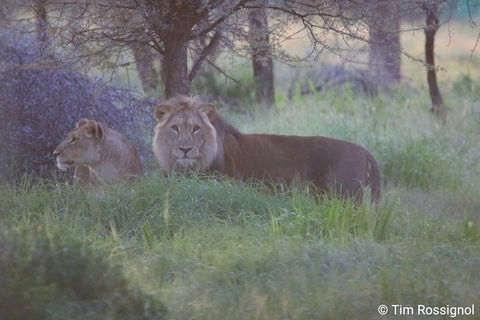 Naankuse Foundation - lions on reserve