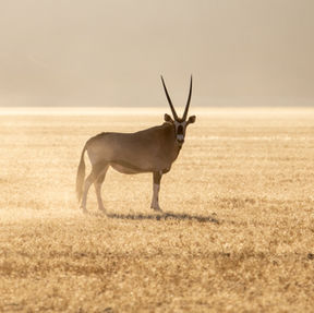 Naankuse Foundation - Kanaan Desert Retreat - Oryx antelope