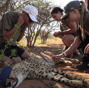 Naankuse Foundation - Veterinary Wildlife Experience - volunteers helping with cheetah Health Check