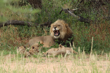 Big cats go big: The Huab Pride