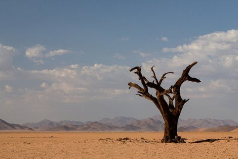 Naankuse Foundation - Kanaan Desert Retreat - Dead tree in the Namib desert