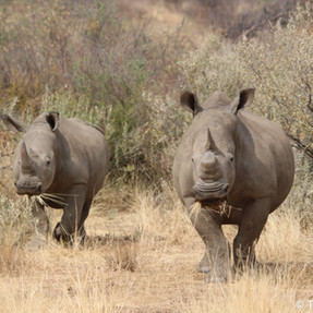 Naankuse Foundation - 2 rhinos