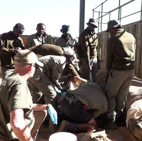 Naankuse Foundation - Shiloh Wildlife Sanctuary - rhino Alfred in boma