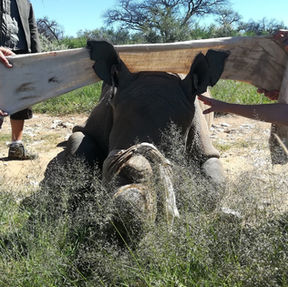 Naankuse Foundation - Shiloh Wildlife Sanctuary - rhino care during moved