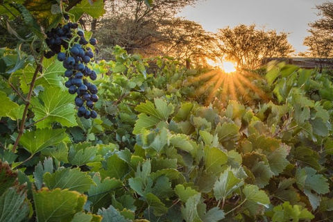 Naankuse Foundation - Neuras Wine & Wildlife Estate -vineyards