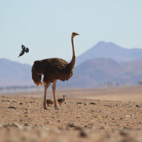 Naankuse Foundation - Kanaan Desert Retreat - Ostrich family