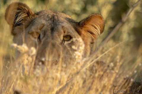 Naankuse Foundation - lion portrait