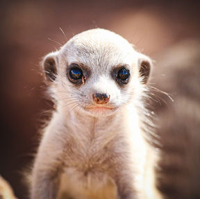 Naankuse Foundation - Kanaan Desert Retreat - Meerkat baby