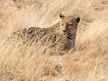 Naankuse Fooundation - leopard in the grass