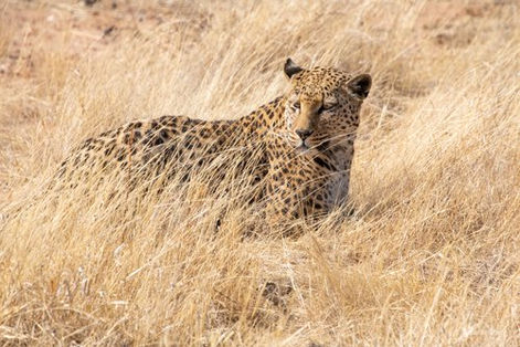 Naankuse Fooundation - leopard in the grass