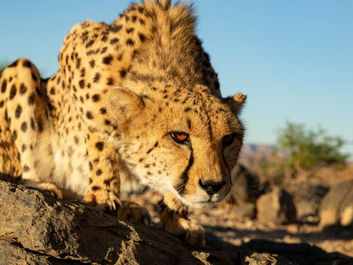 Naankuse Naankuse Foundation - Neuras Wine & Wildlife Estate -cheetah