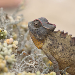 Naankuse Foundation - Coastal Conservation Project - chameleon