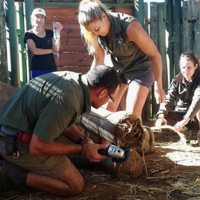 Naankuse Foundation - Shiloh Wildlife Sanctuary - rhino getting treated