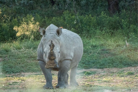 Naankuse Foundation - rhino