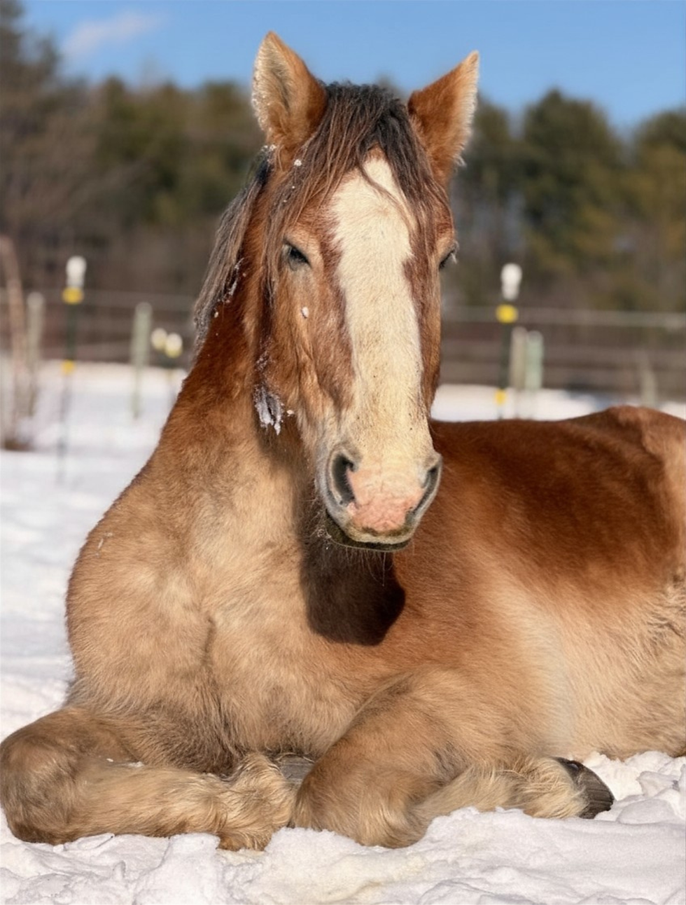 Tripp is a rescue horse turned therapy horse at Reigning Hope Ranch in Orrington, Maine