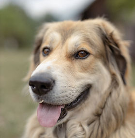 Hund Ori