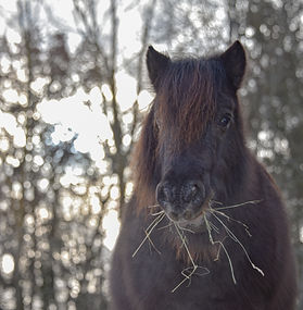 Pony Greta