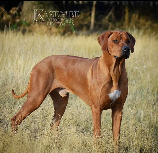 Jedazar Rhodesian Ridgeback Our Dogs | Kazembe Rhodesian Ridgebacks