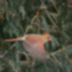Cardinal 14