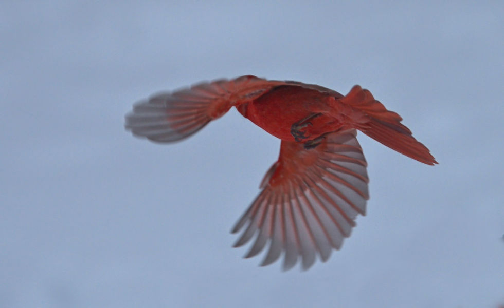 Cardinal, Bird