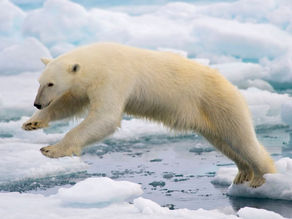 Alarming New Science Suggests Polar BearsCould Go Extinct in Our Lifetime