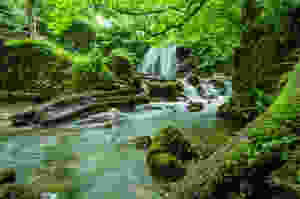 Lush Waterfall