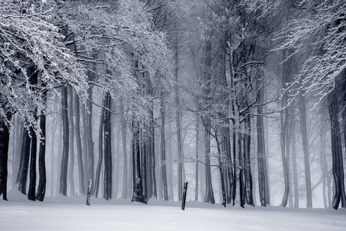 Snow on Trees in Winter Woods